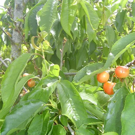 Panzió Quinta Dos Oliveiras 4*