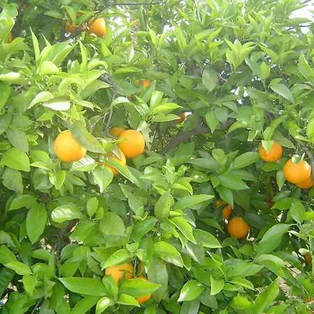 Nocleg ze śniadaniem Quinta Dos Oliveiras 3*