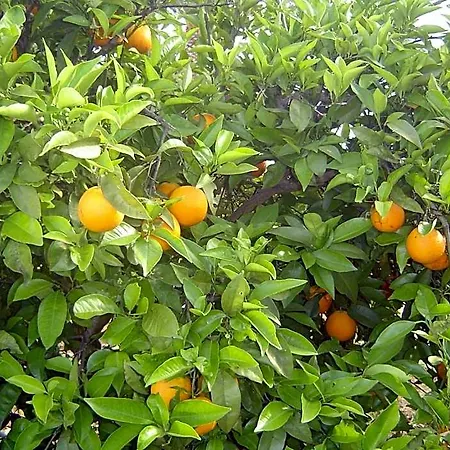 Quinta Dos Oliveiras Carvoeiro (Lagoa)